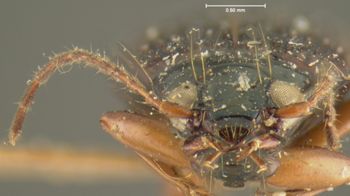 Media type: image;   Entomology 16294 Aspect: head frontal view